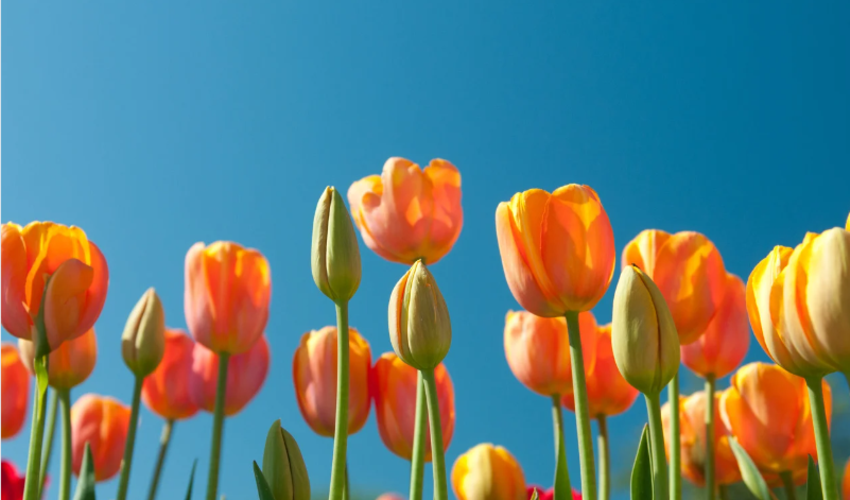 St. Senan's Education Office Newsletter - Spring 2025